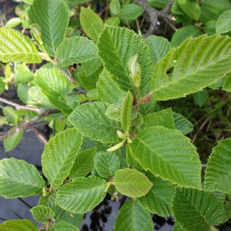 Speckled Alder (Alnus rugosa) leaf