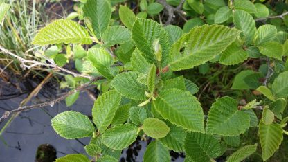 Speckled Alder (Alnus rugosa) leaf