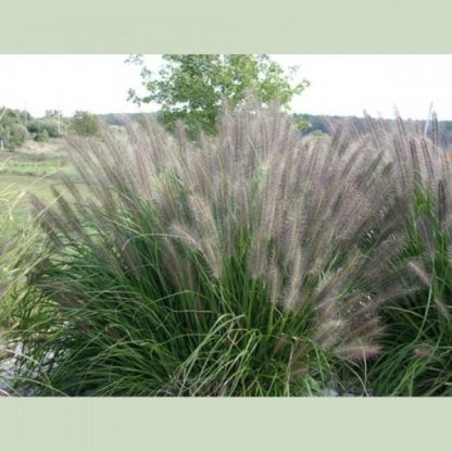 Fountain Grass (Pennisetum alopecuroides)