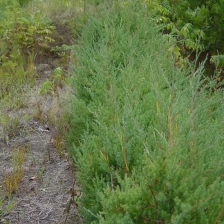 An eastern red cedar.