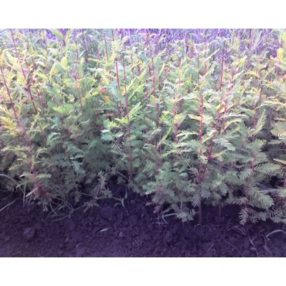 Bald Cypress Seedlings