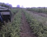 Fraser Fir (Abies Fraseri)