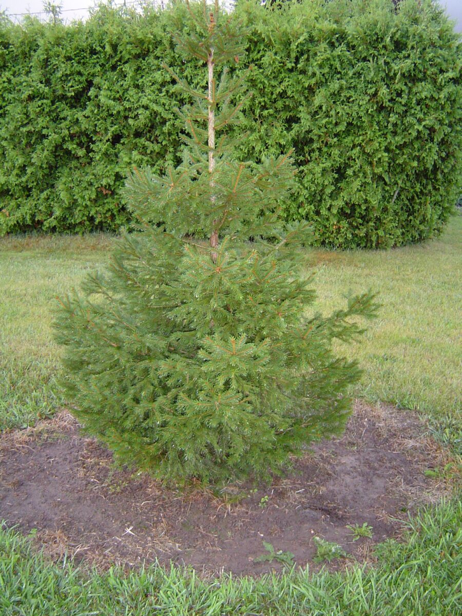 Norway Or European Spruce Picea Abies Conifers Cold Stream Farm