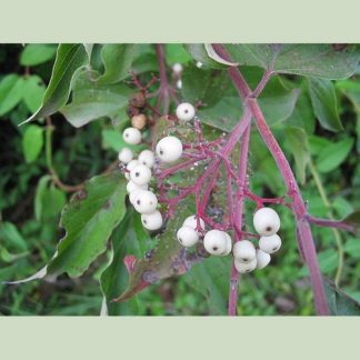Gray Dogwood (Cornus racemosa)