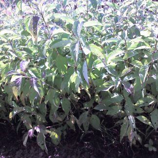 Silky Dogwood (Cornus amomum)