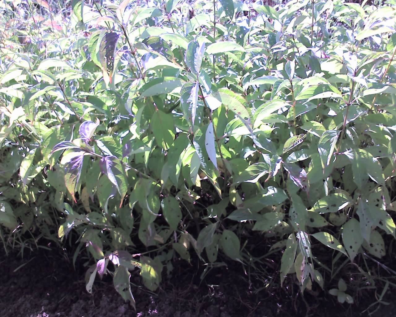 Silky Dogwood Cornus Amomum Deciduous Shrubs Cold Stream Farm