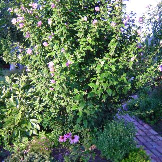 Rose Of Sharon Hibiscus Syriacus Deciduous Shrubs Cold Stream Farm