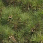 Cold Stream Farm pine tree