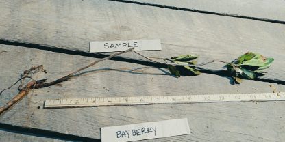 Northern Bayberry Bare root