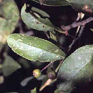 Chokeberry Shrubs