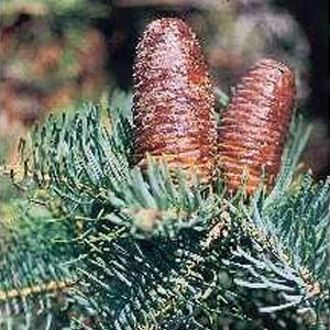 Fraser Fir Forestry Plugs