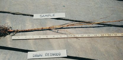 Dawn Redwood bareroot