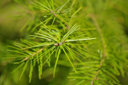Douglas-fir Needles