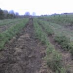 Cold Stream Farm fir tree planting