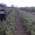 Cold Stream Farm fir trees