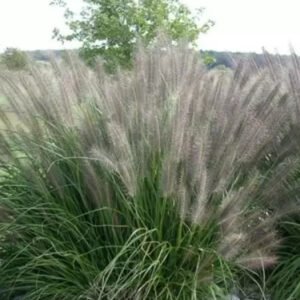 Fountain grass plant at Cold Stream Farm