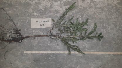 Bareroot Black Hills Spruce
