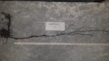 Ninebark