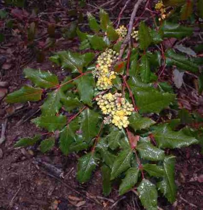 Leaves of the Oregon Grape Bush