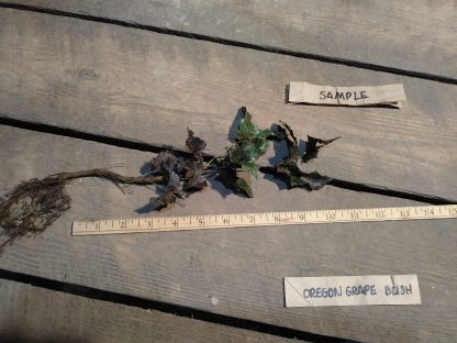 Roots of an Oregon Grape Bush