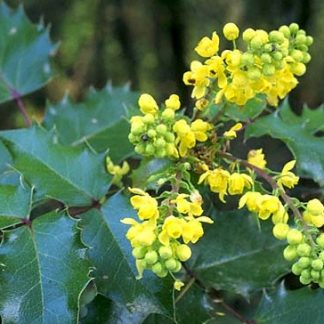 Oregon Grape Bush