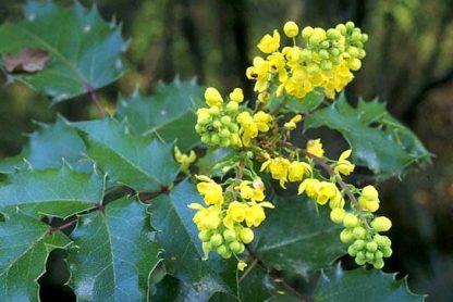 Oregon Grape Bush