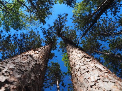 Looking Up at Red Pines