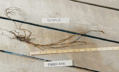 Bare Root of a Rugosa Rose