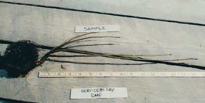Root of a Serviceberry Plant