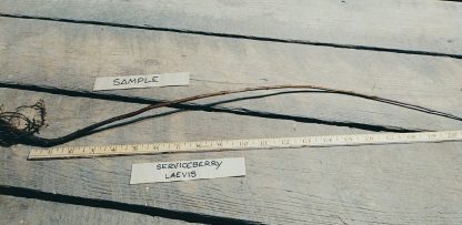 Serviceberry Root