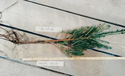 Root of a Norway Spruce