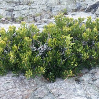 Northern Bayberry (Myrica pensylvanica)
