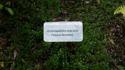 bearberry ground cover
