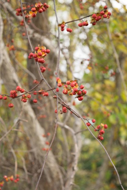 American Bittersweet (Celastrus scandens) berries