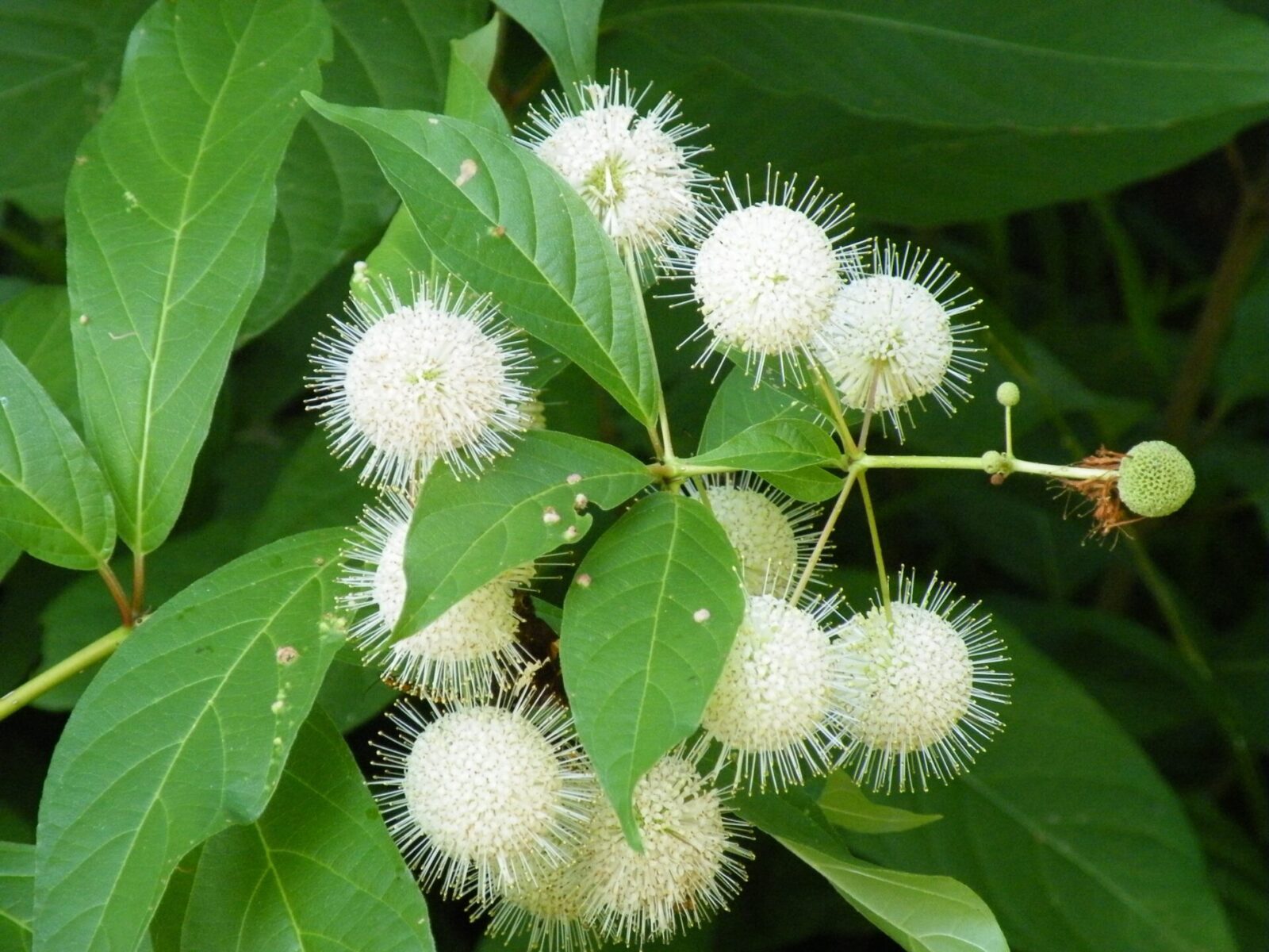 Image result for buttonbush for sale