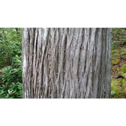 Mature White Cedar Bark