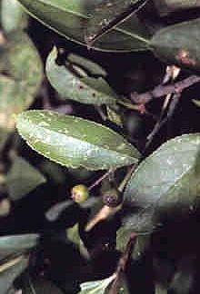 Chokeberry berries