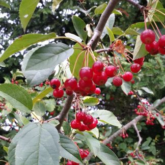 Sargent Roselow fruit berries Crabapple Malus sargentii