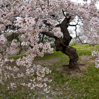 Sweet Crabapple (Malus coronaria) Sweet Crabapple (Malus coronaria) flowers