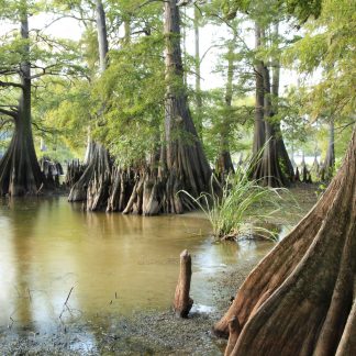 Bald Cypress Forest Swamp