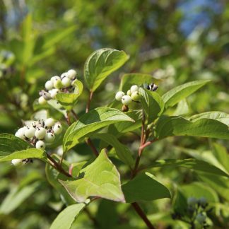 Red Osier Dogwood flowers