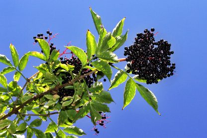 Black Elderberry fruit against sky Sambucus canadensis