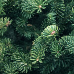 Cold Stream Farm green pine trees
