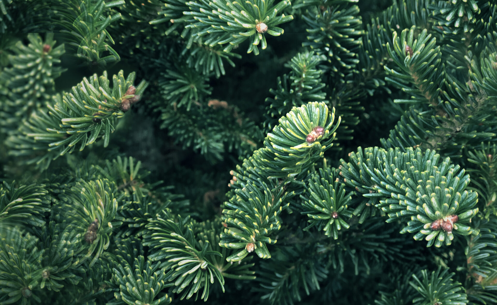 Fraser Fir (Abies Fraseri)