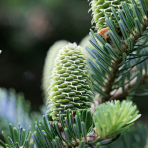 Cold Stream Farm fir cones