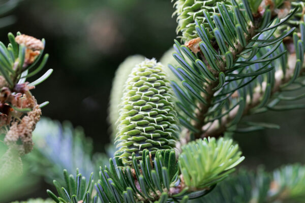 Cold Stream Farm fir cones