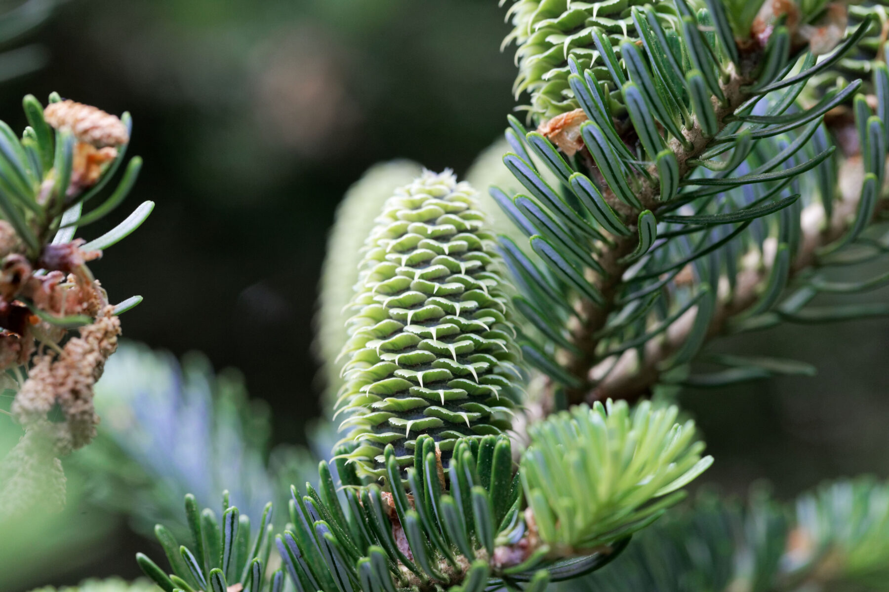 Fraser Fir Forestry Plugs