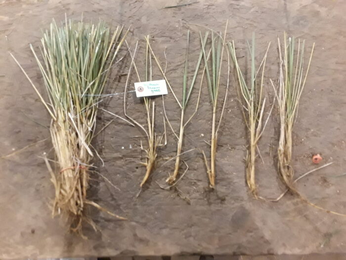 Beachgrass (Ammophila breviligulata) - Image 5