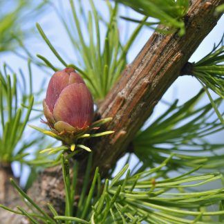 Closeup of American Larch Flower