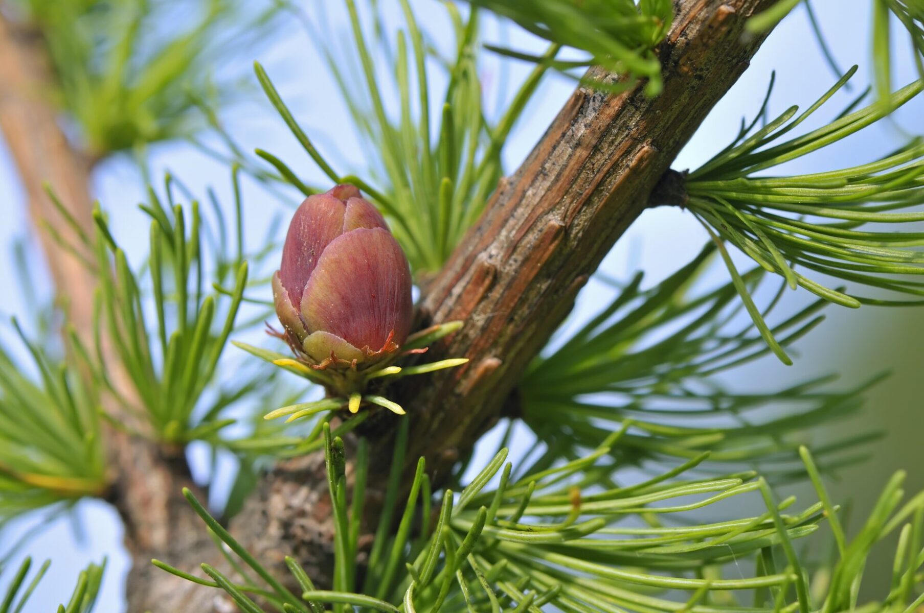 American Larch - Laricina Conifers Cold Stream Farm